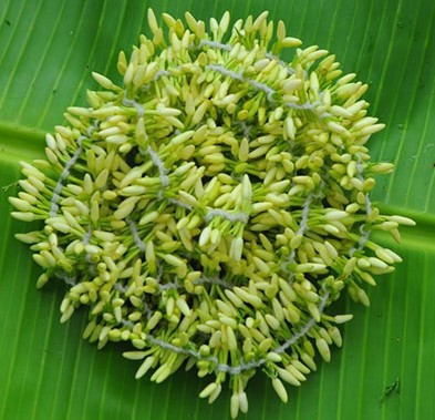 Mullai Strings - 6ft