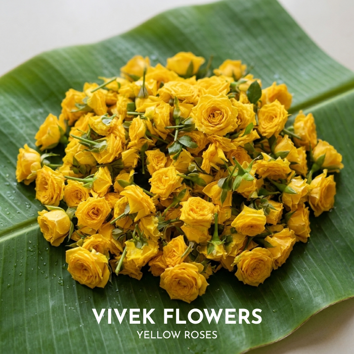 Yellow Roses (Test)