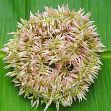 Jaathi Strings - 6ft