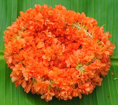 Kanakambaram Strings - 6ft