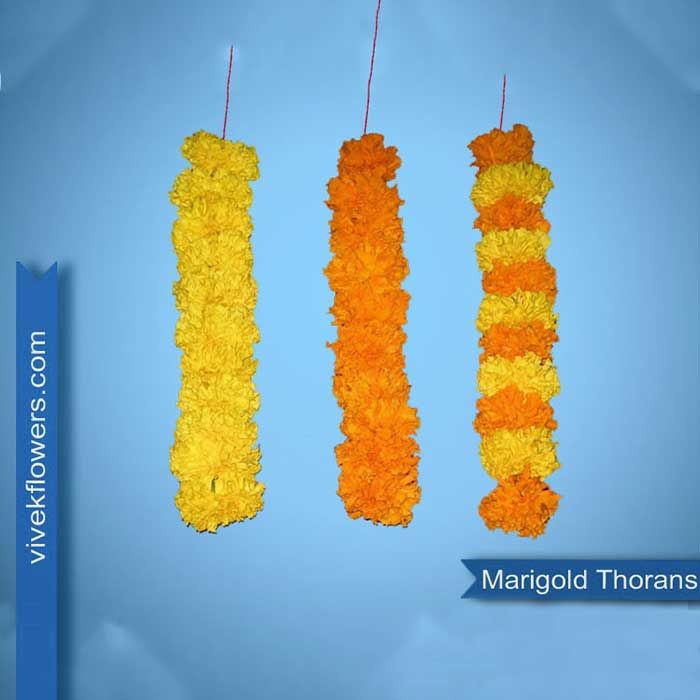 Marigold Strings - Alternative