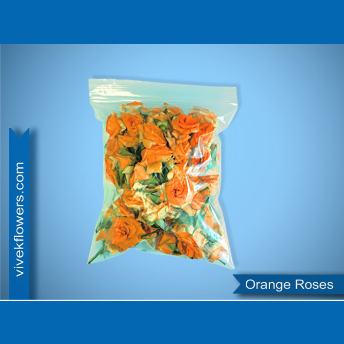 Orange Roses
