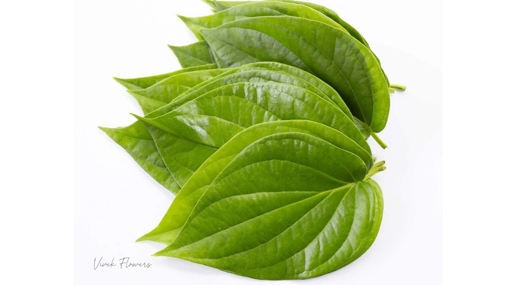 paan leaves