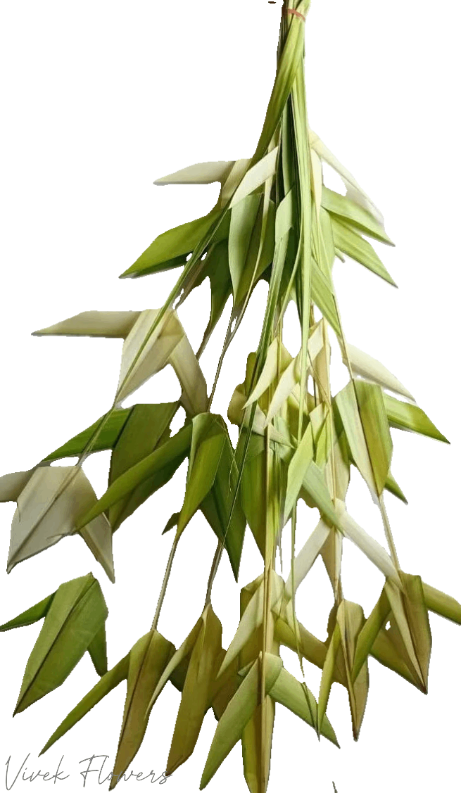 Thenamkuruthu Coconut Leaves