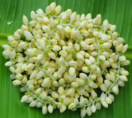 Jasmine  – 6ft (Test)