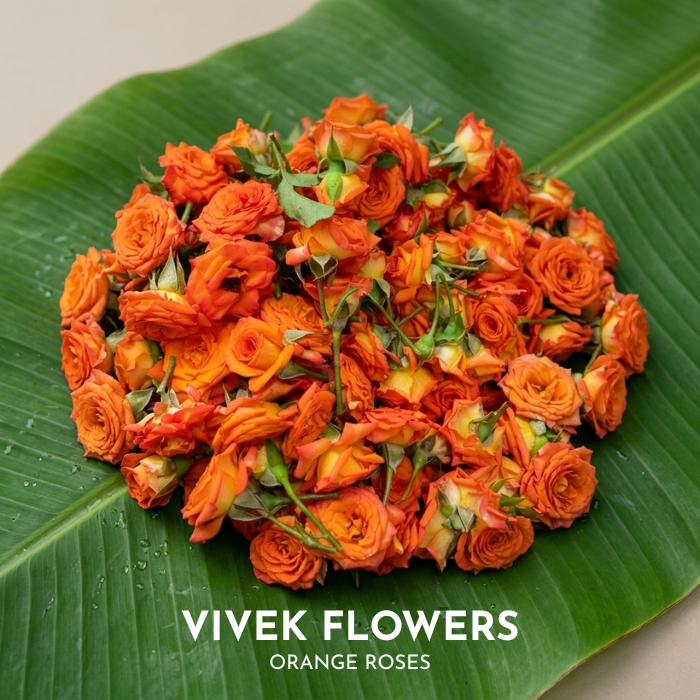 Orange Roses